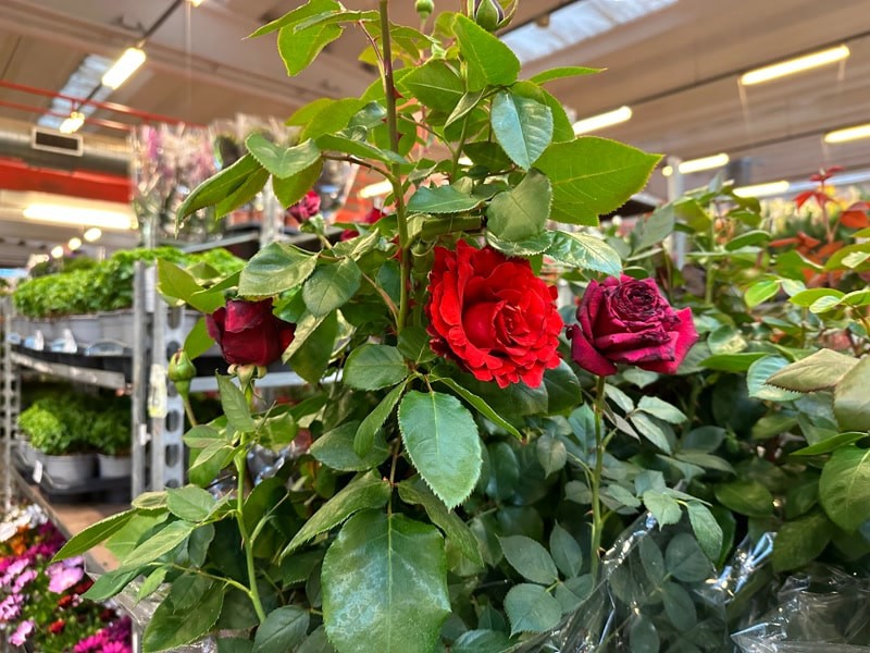 <strong>El sector de la flor critica l&rsquo;intrusisme en la venda de roses per Sant Jordi</strong>